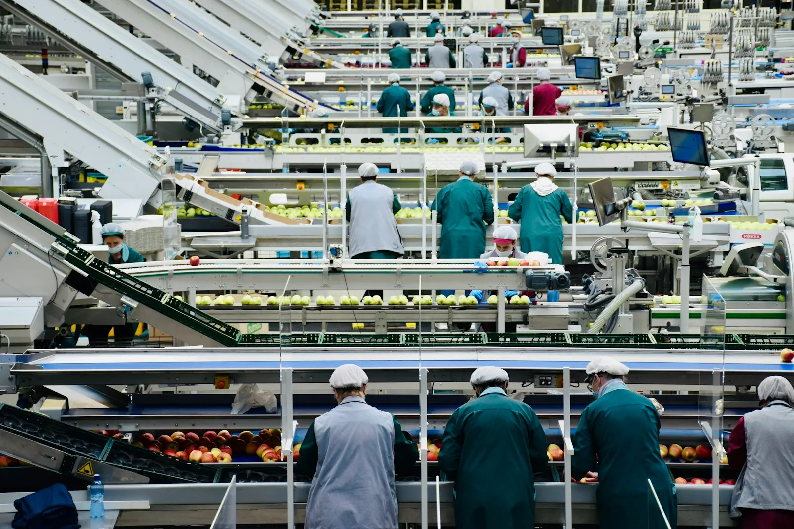 Hala zakładu spożywczego z pracownikami przy liniach sortowania