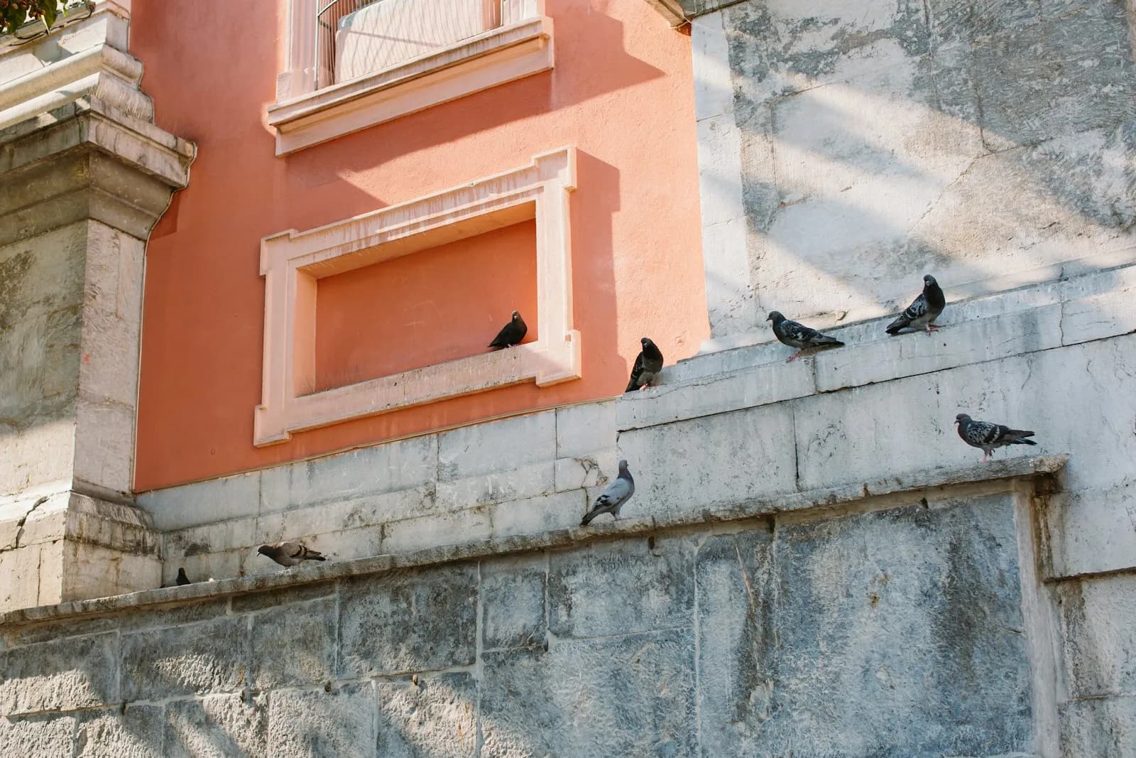 Gołębie na gzymsie budynku